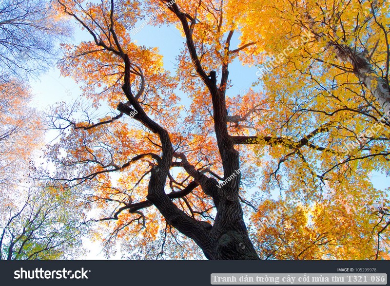 Tranh dán tường cây cối mùa thu T321-086